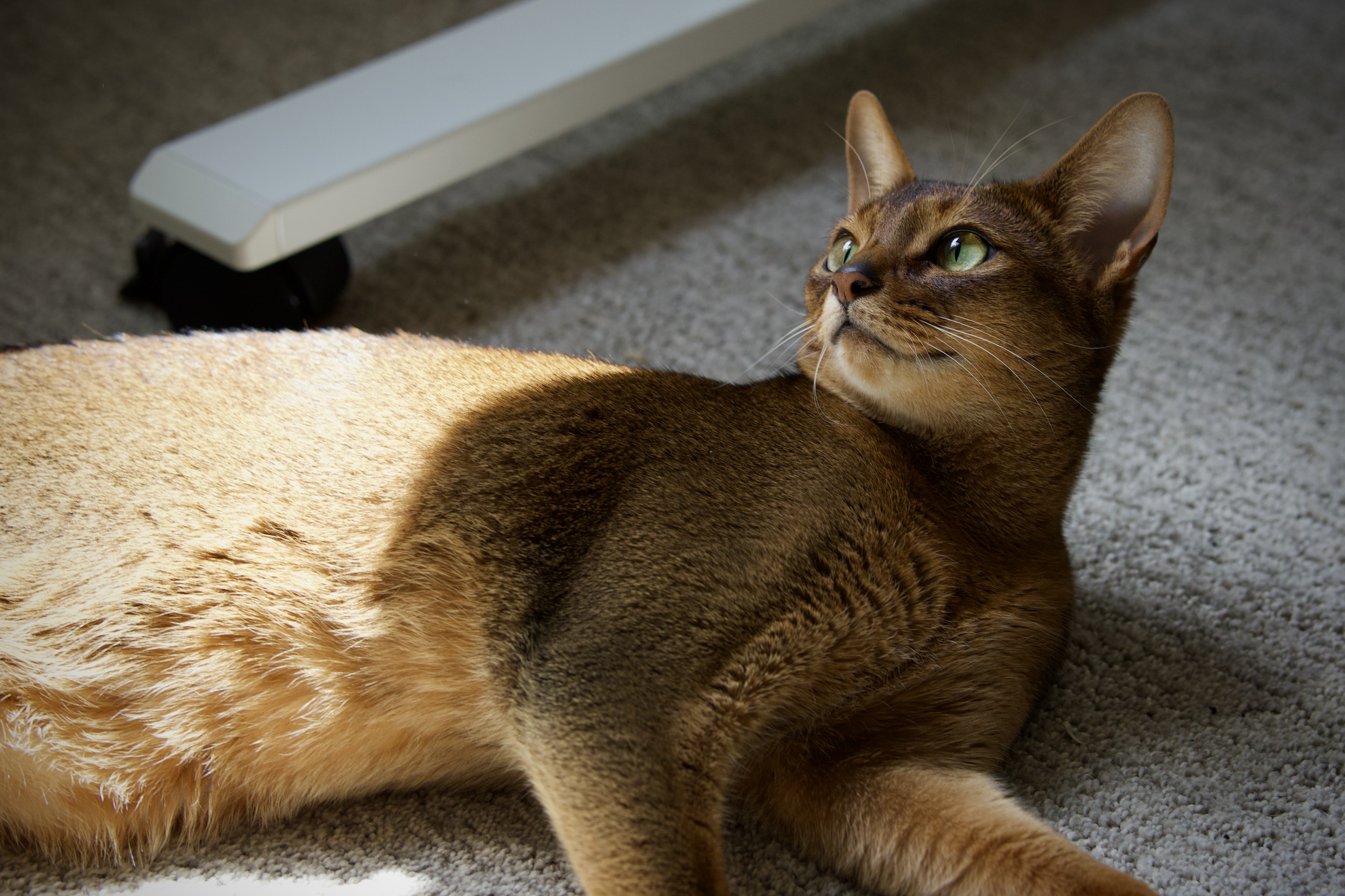 Kuri the Abyssinian cat