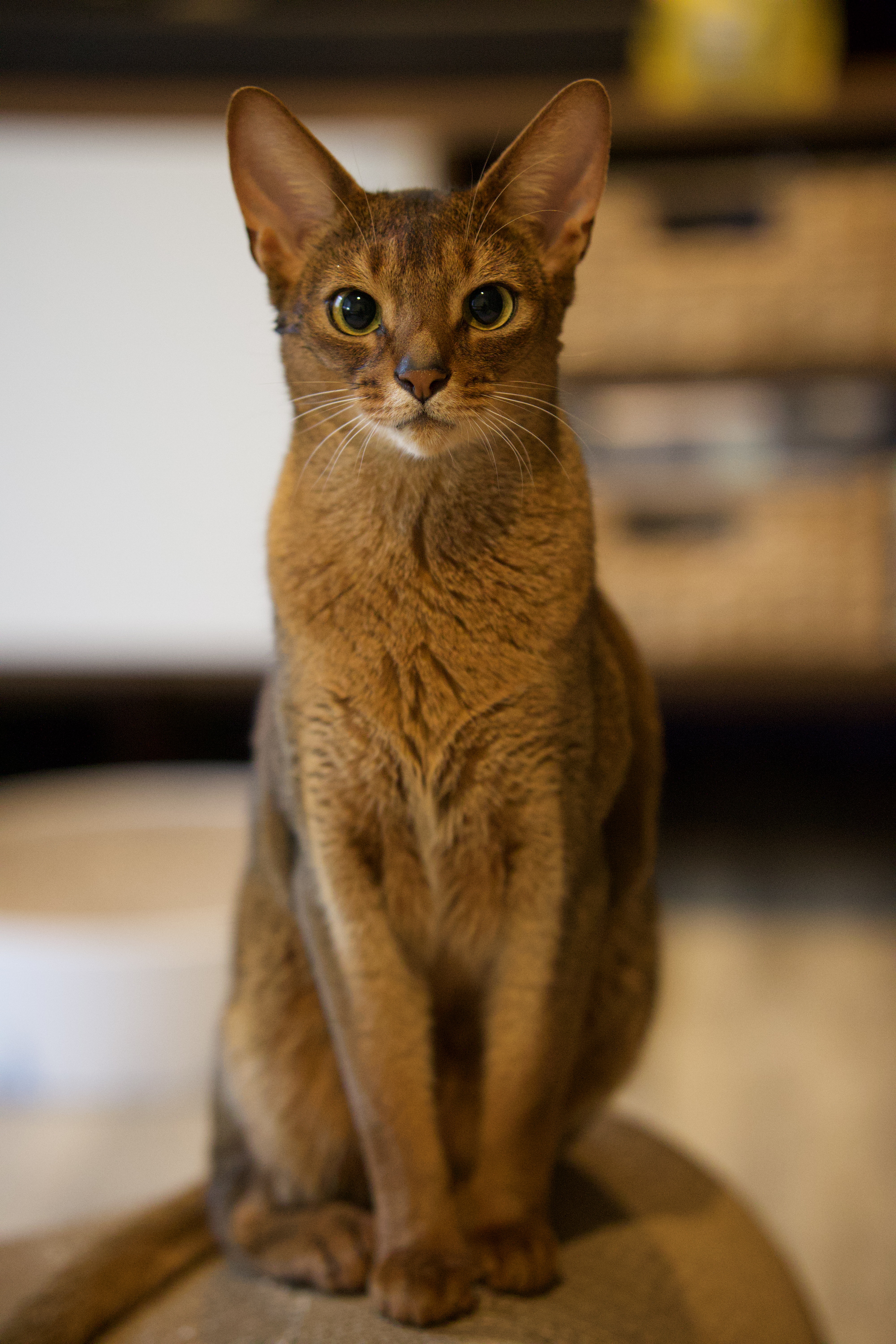 Kuri the Abyssinian cat